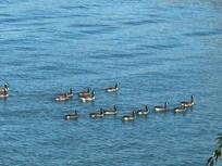 Geese near dock