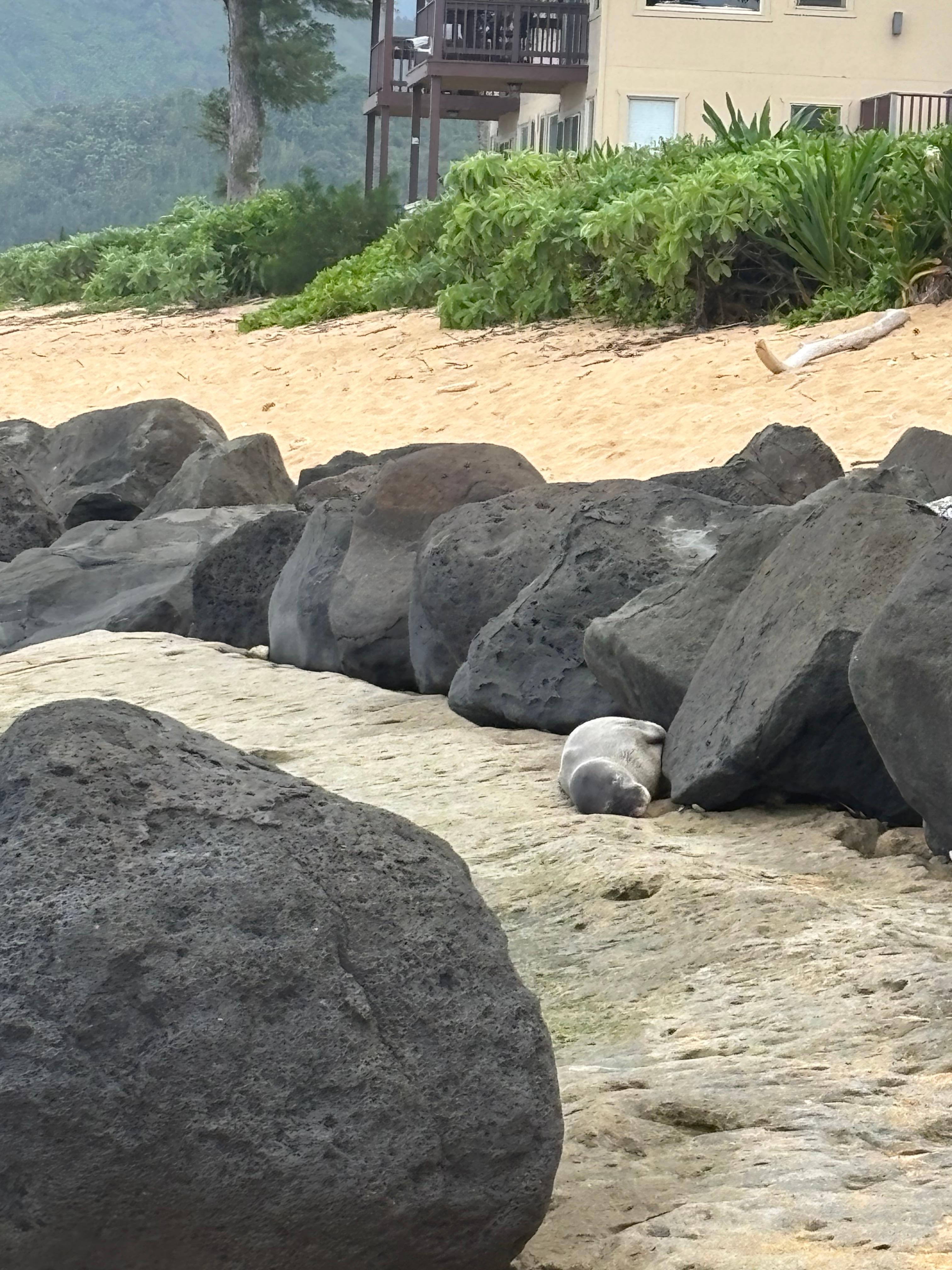 Monk seal taking a nap on the beach just outside of the resort. 