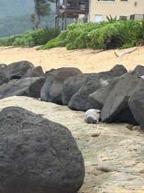Monk seal taking a nap on the beach just outside of the resort.