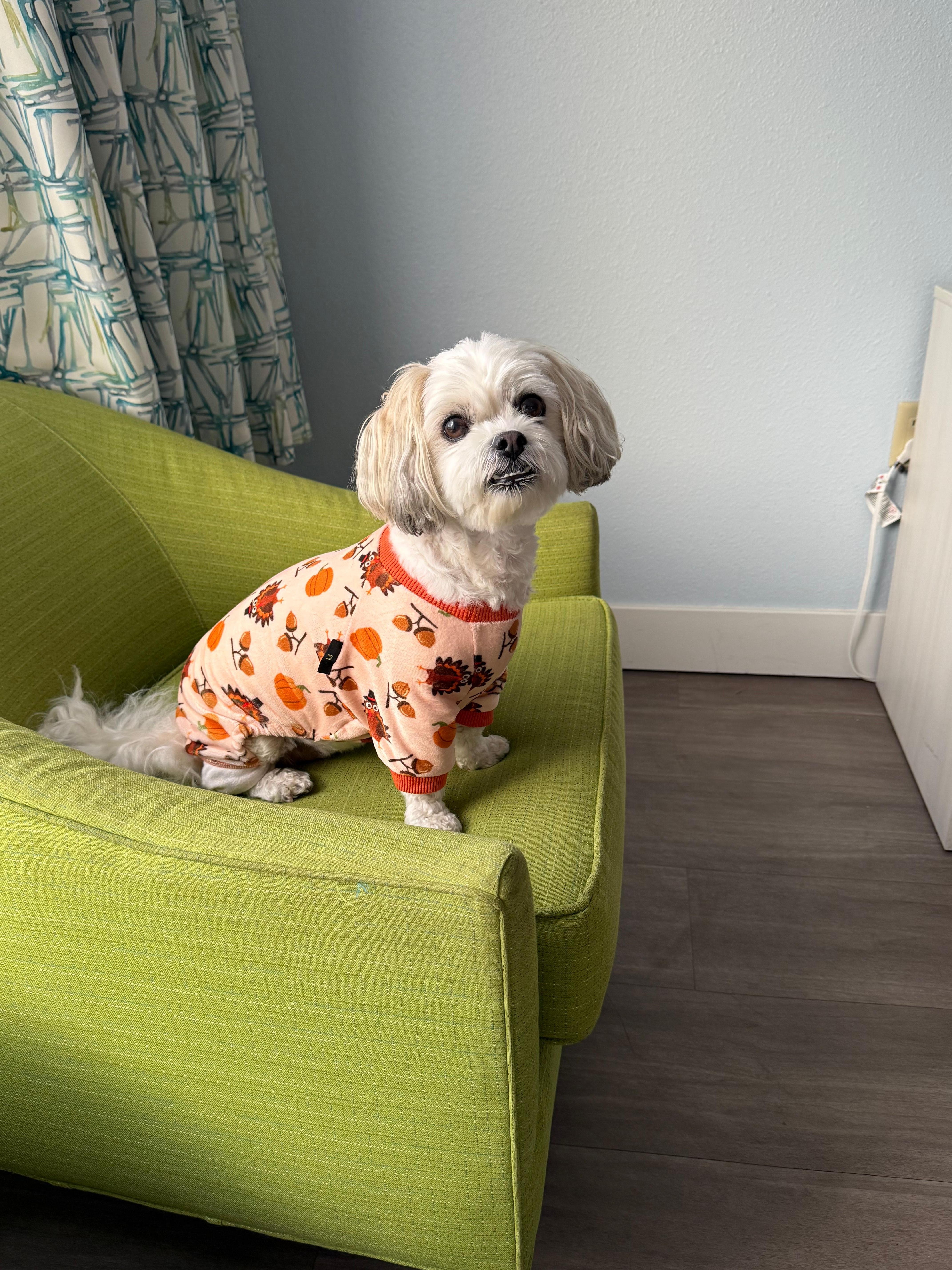 Our little princess loved her room too.  It was nice being a pet friendly hotel.  We are lucky as she is quiet, very well trained.