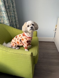 Our little princess loved her room too. It was nice being a pet friendly hotel. We are lucky as she is quiet, very well trained.