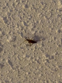 Beetles in the room