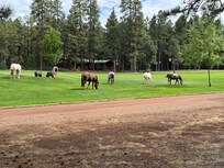 Wild horses on the 14th hole.