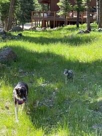 Meadow behind the house