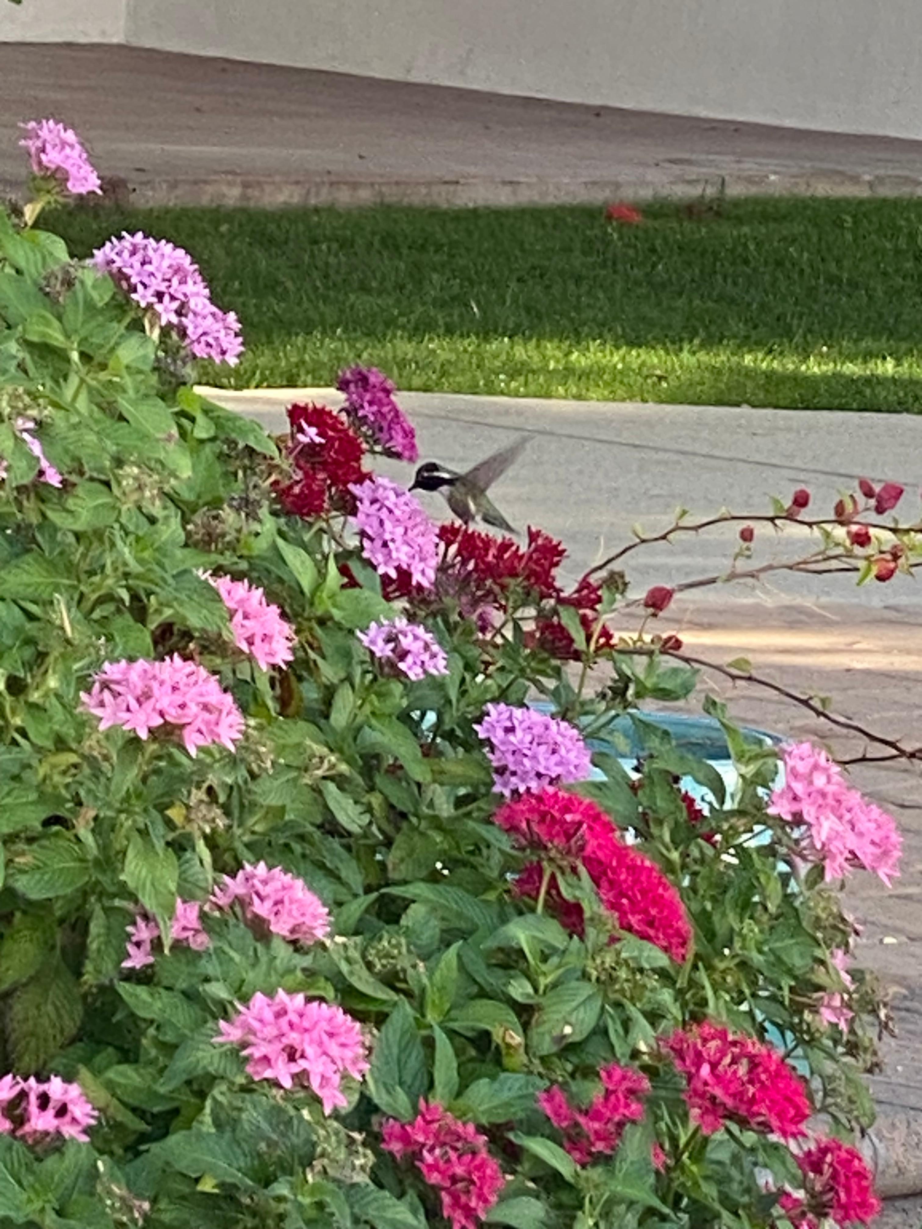 Spot the hummingbird!