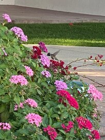 Spot the hummingbird!