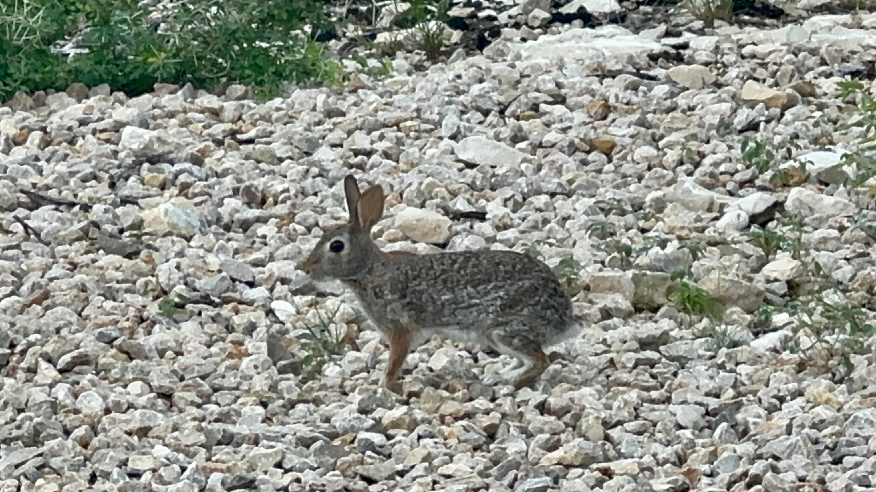 Cottontail 
