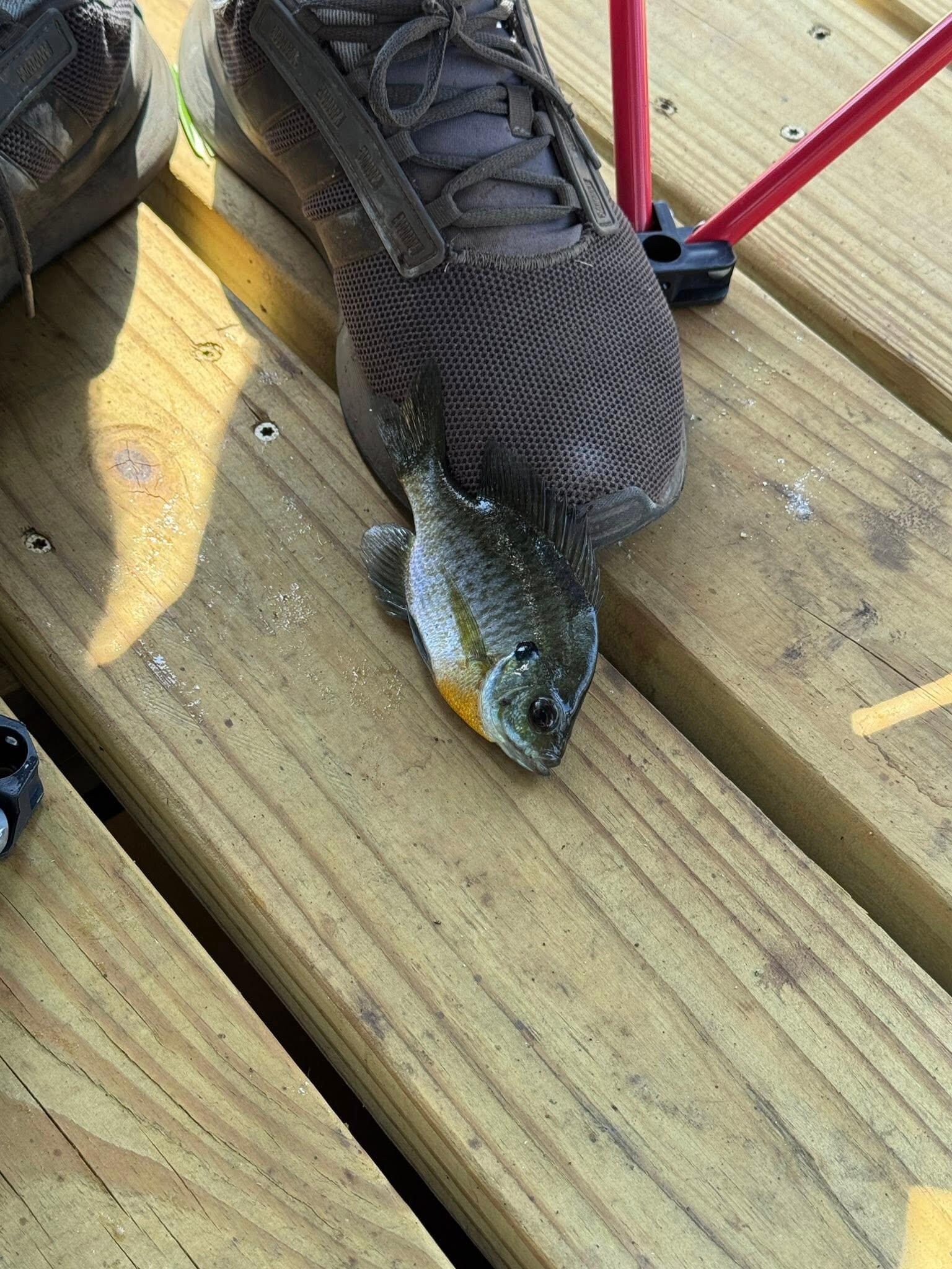 Little fish