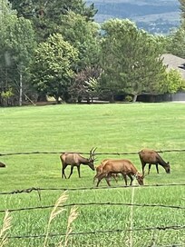 Saw this herd of elk not far from the property.