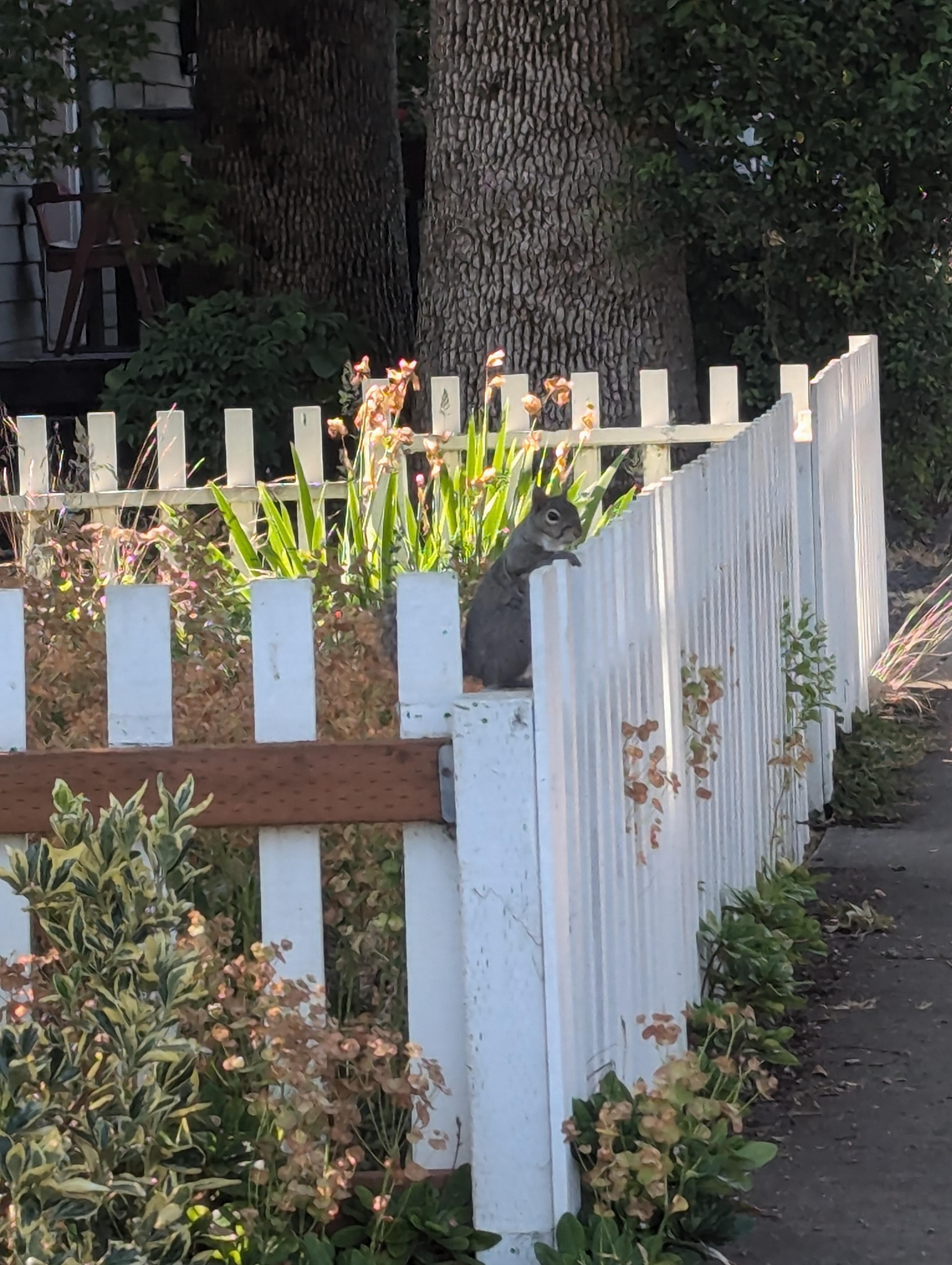 Cute squirrel hanging on the fence of the cottage