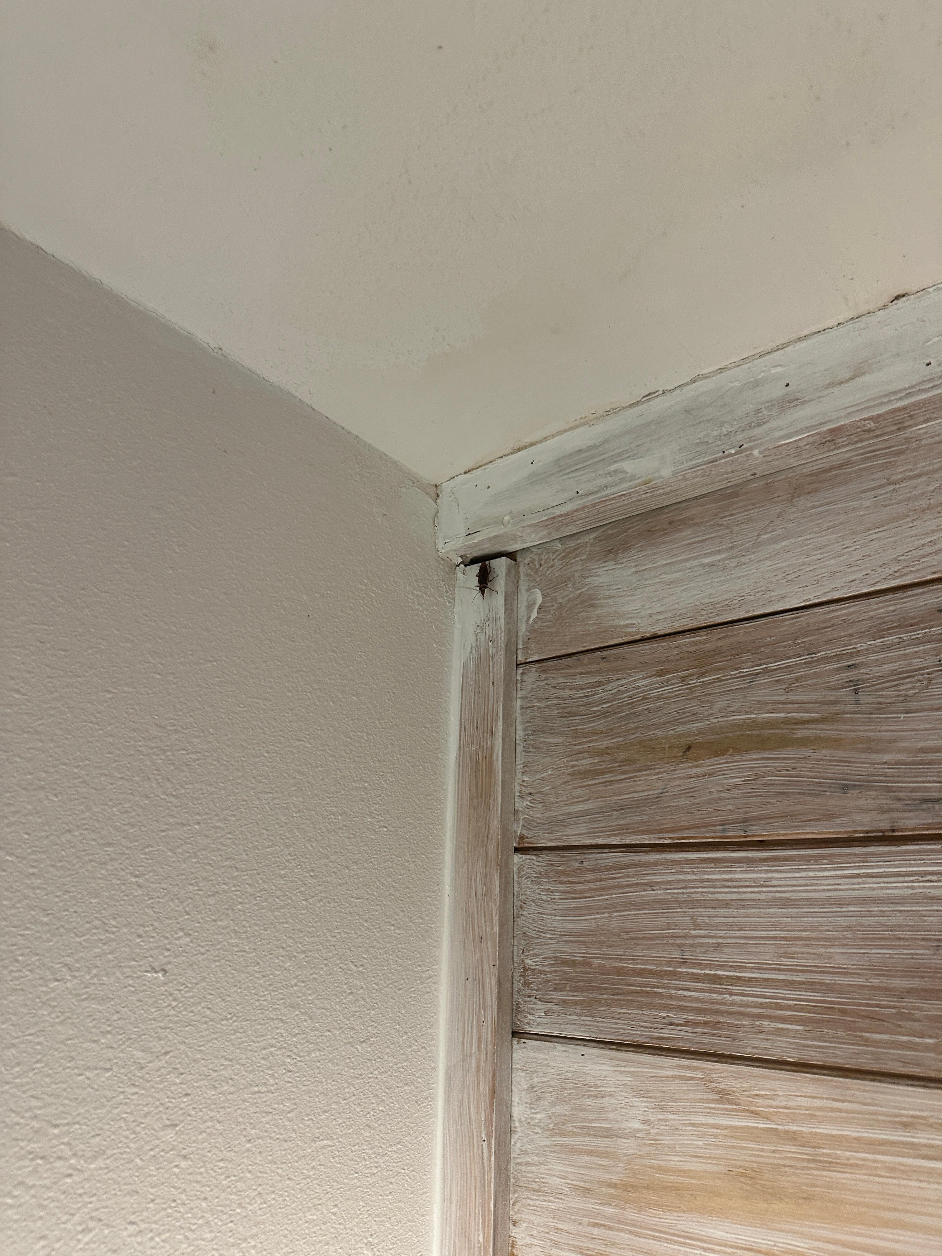 bug going behind wall by window