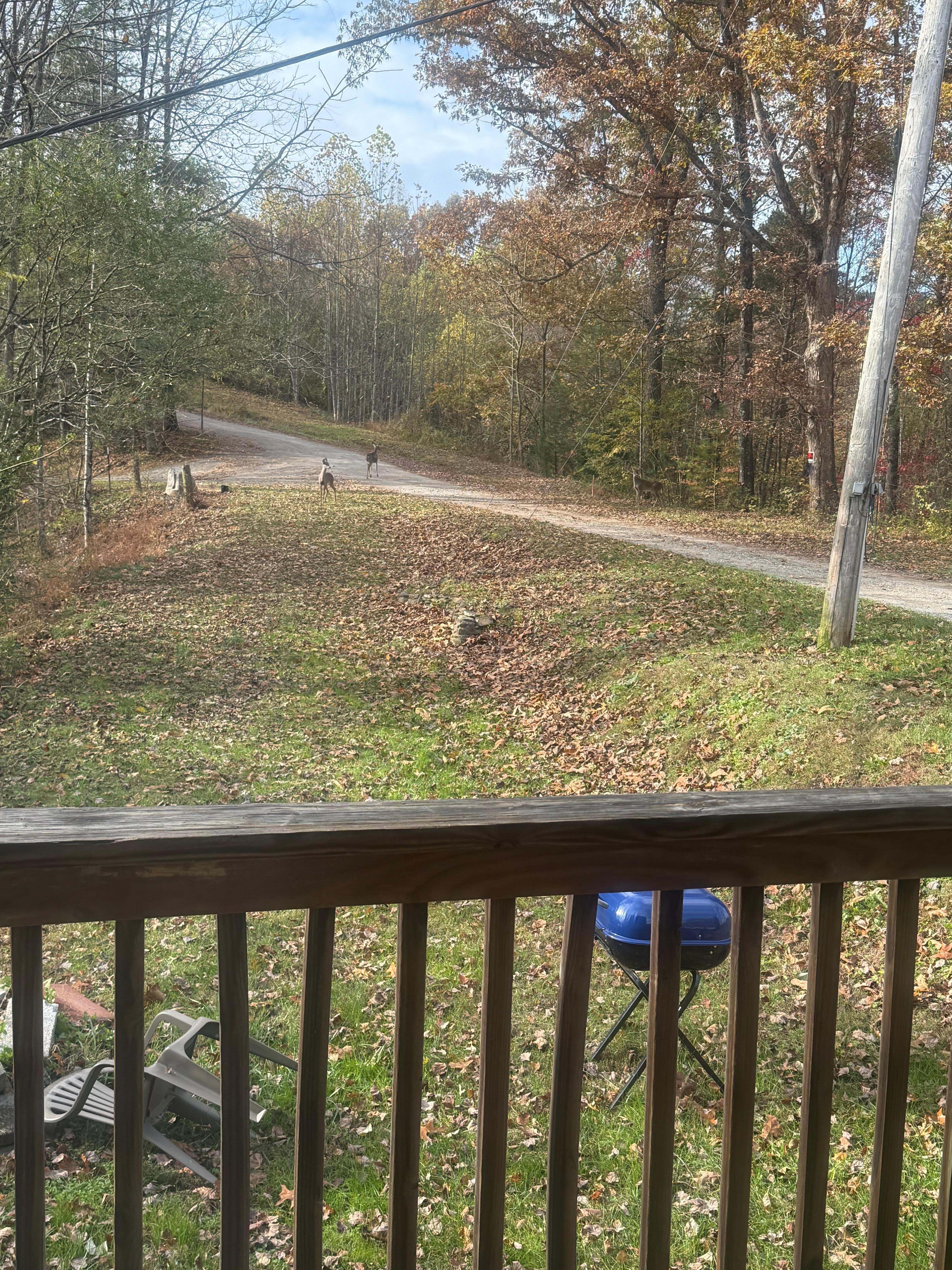Deer in the front yard