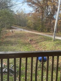 Deer in the front yard