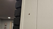 Cockroach in the hallway (between the livingroom and the bedroom)