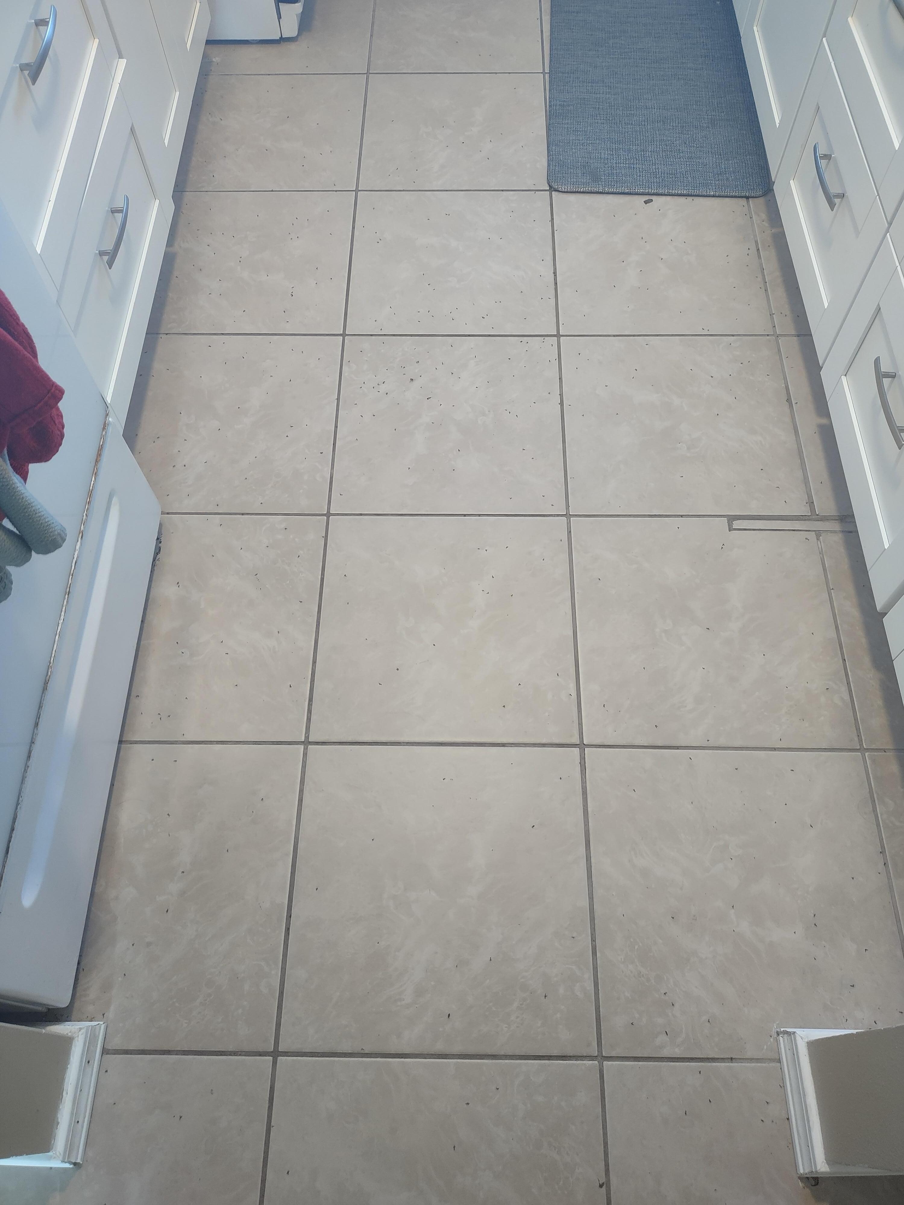 June 17th morning, Kitchen floor. Zoom in to see the bugs.
