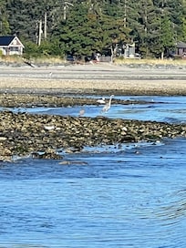 Lots of wildlife