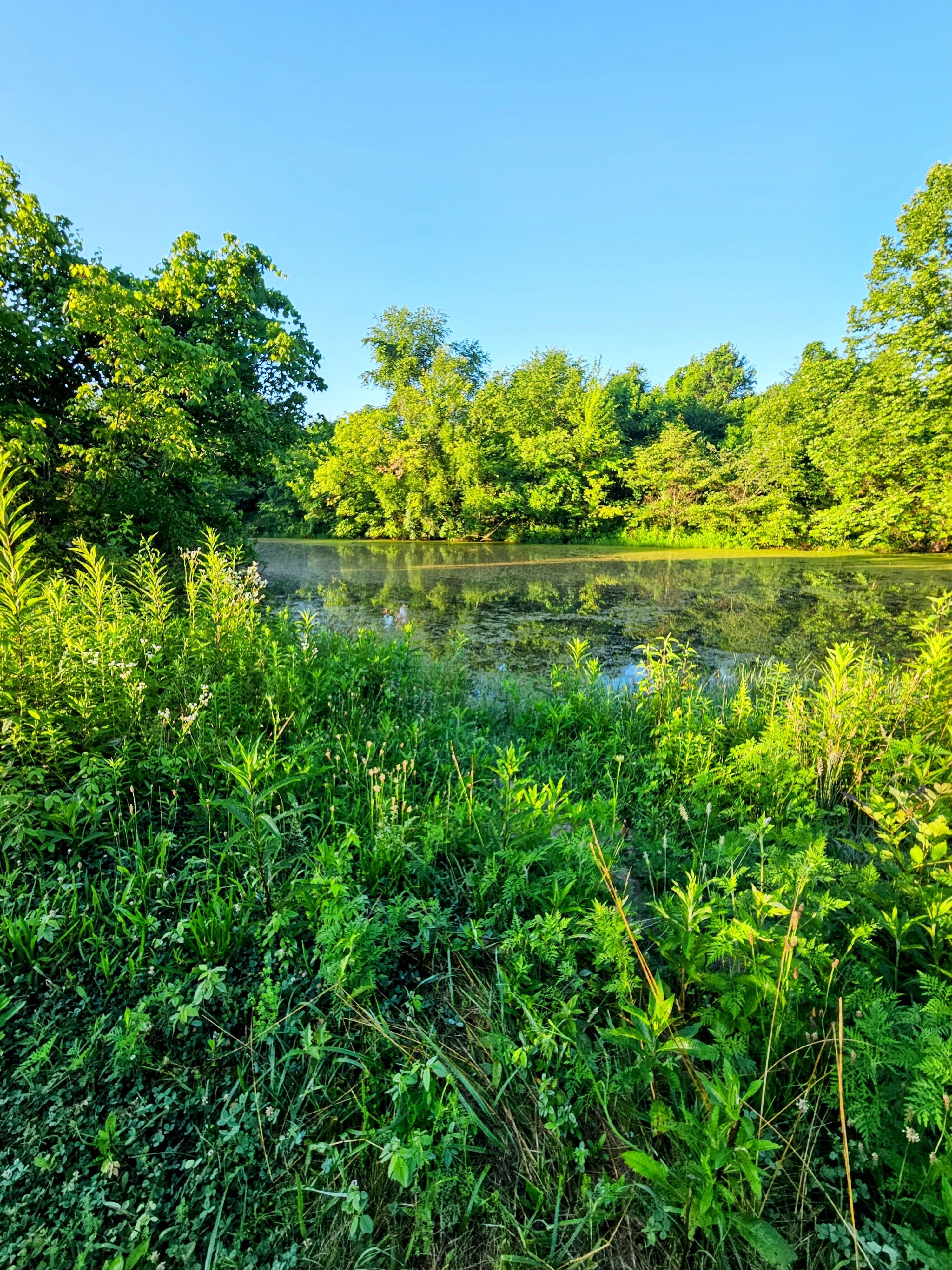Pond behind the bus.