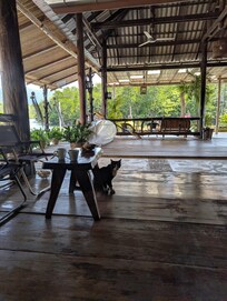 Sweet little cat friend đ