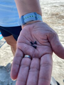 Plenty of shark teeth on the beach!