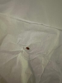 One of the bugs