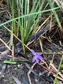 Native orchid
