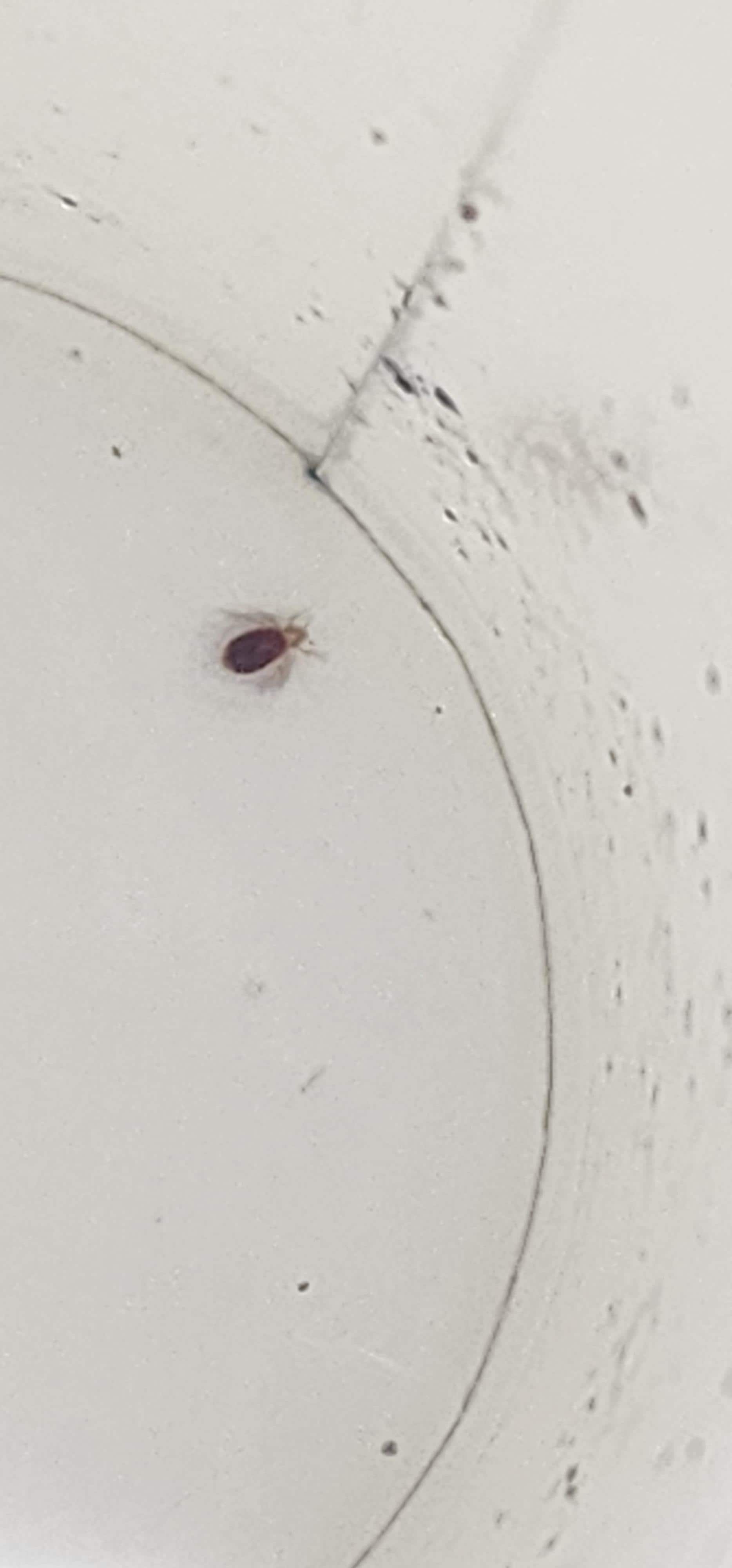Bug