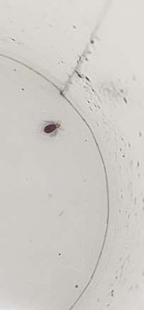 Bug