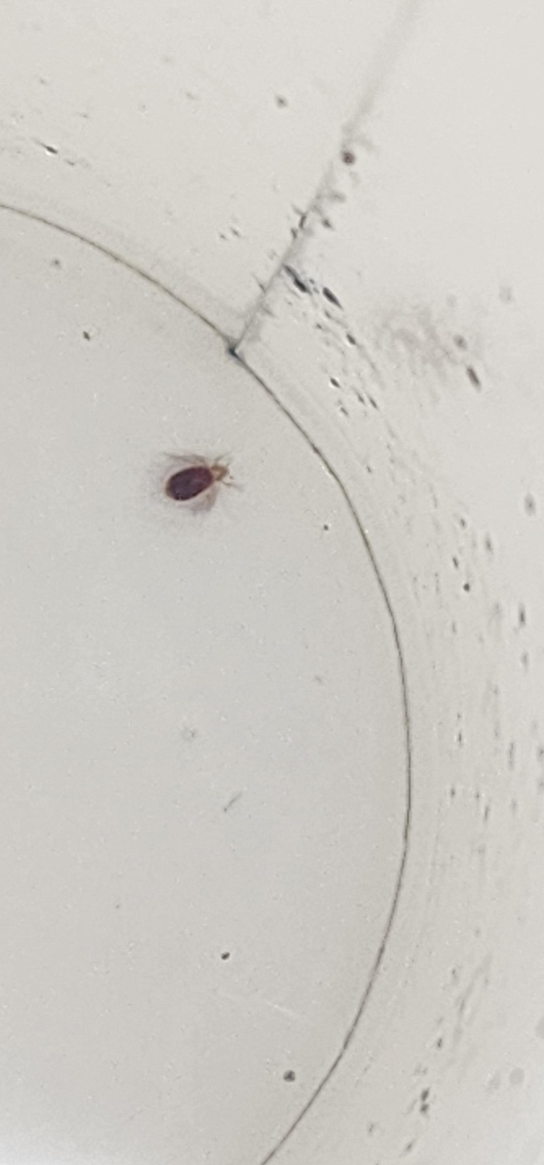 Bug