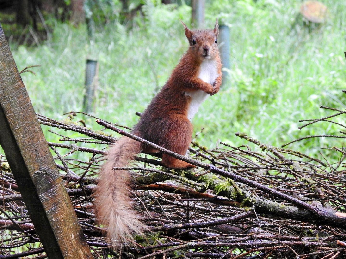 Red Squirrel at Snaizeholme