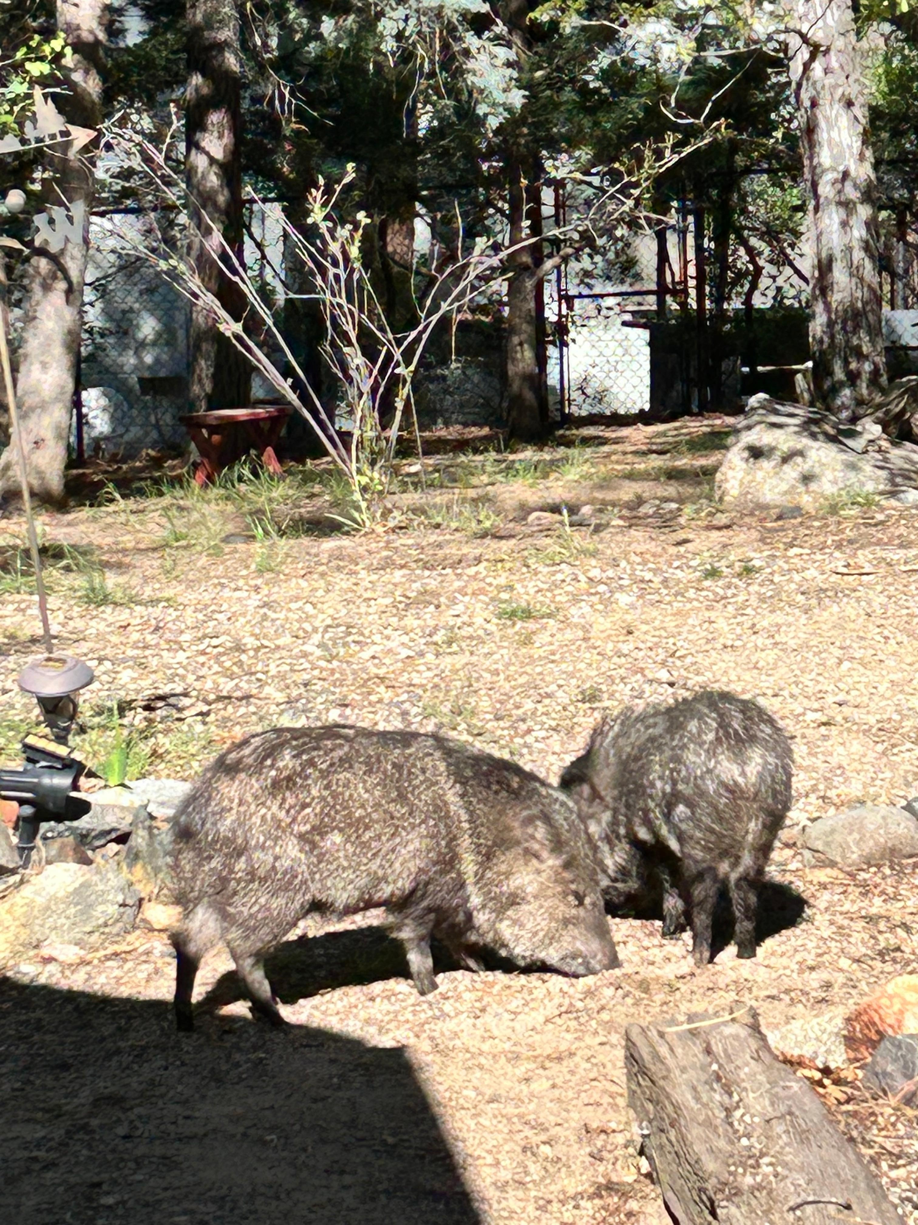 Javelinas traveled from the back of the cabin (enclosed porch area) to the front.