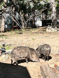 Javelinas traveled from the back of the cabin (enclosed porch area) to the front.