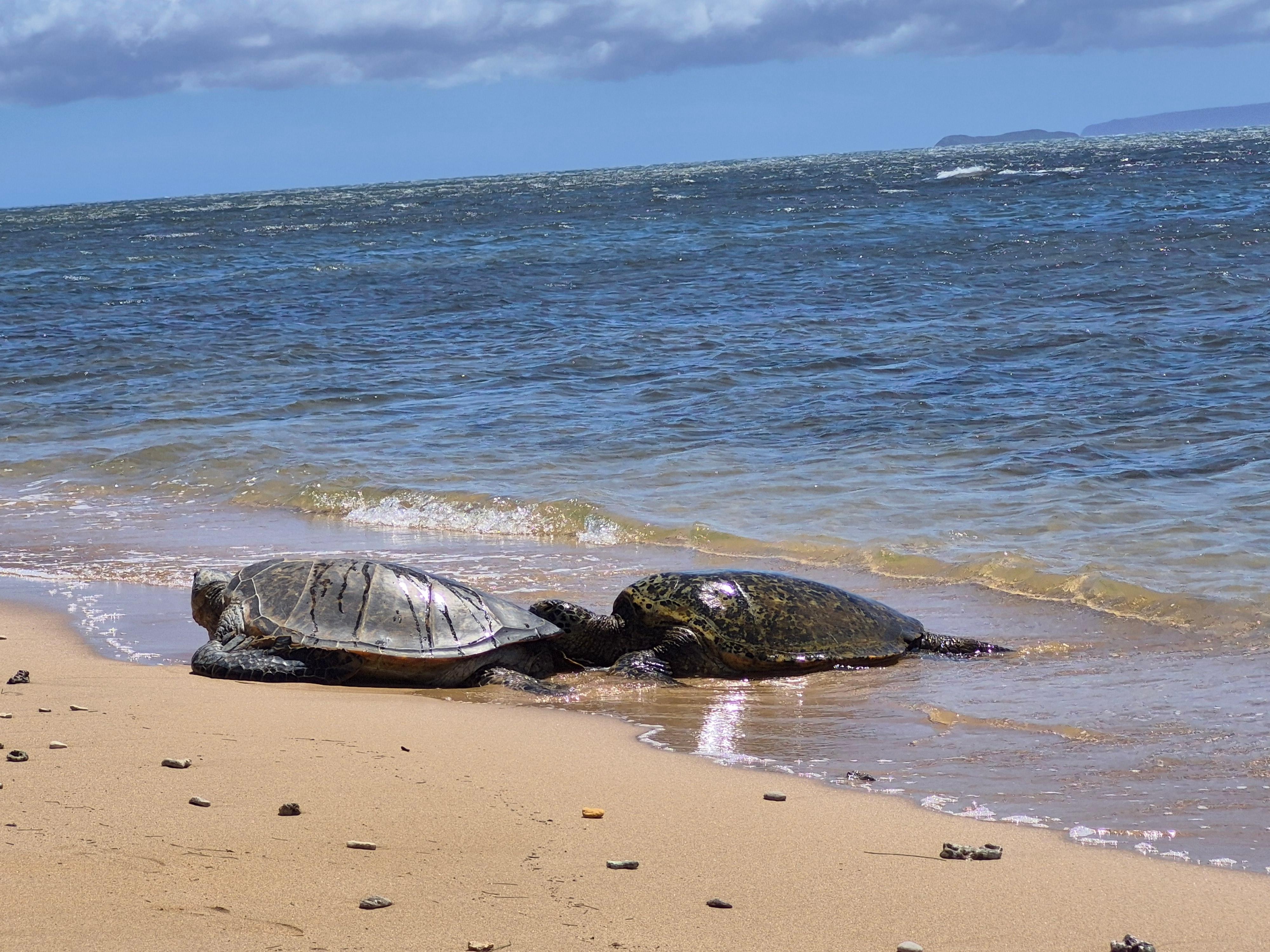 Turtles on the beach
