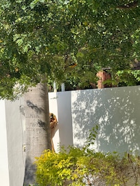 Watching birds in the front