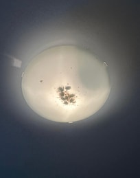 Numerous bugs not being cleaned out.