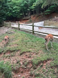 Deer