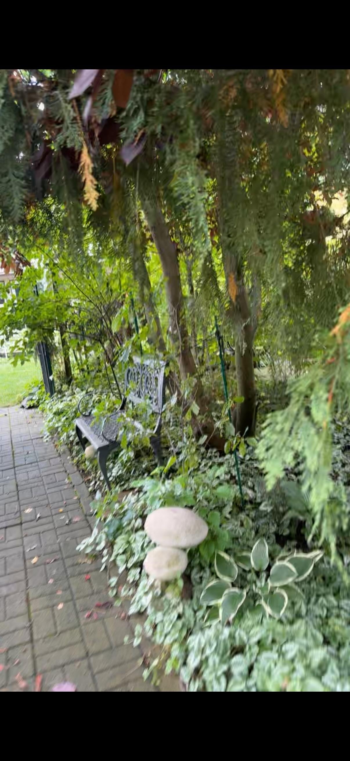 Their cute garden next door at their home
