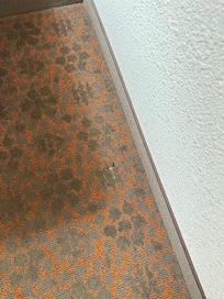 Clearly not vacuumed