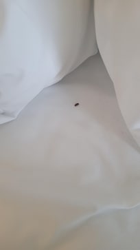Roach in my bed