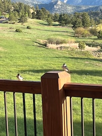 Lots of friendly birds around in the mornings!