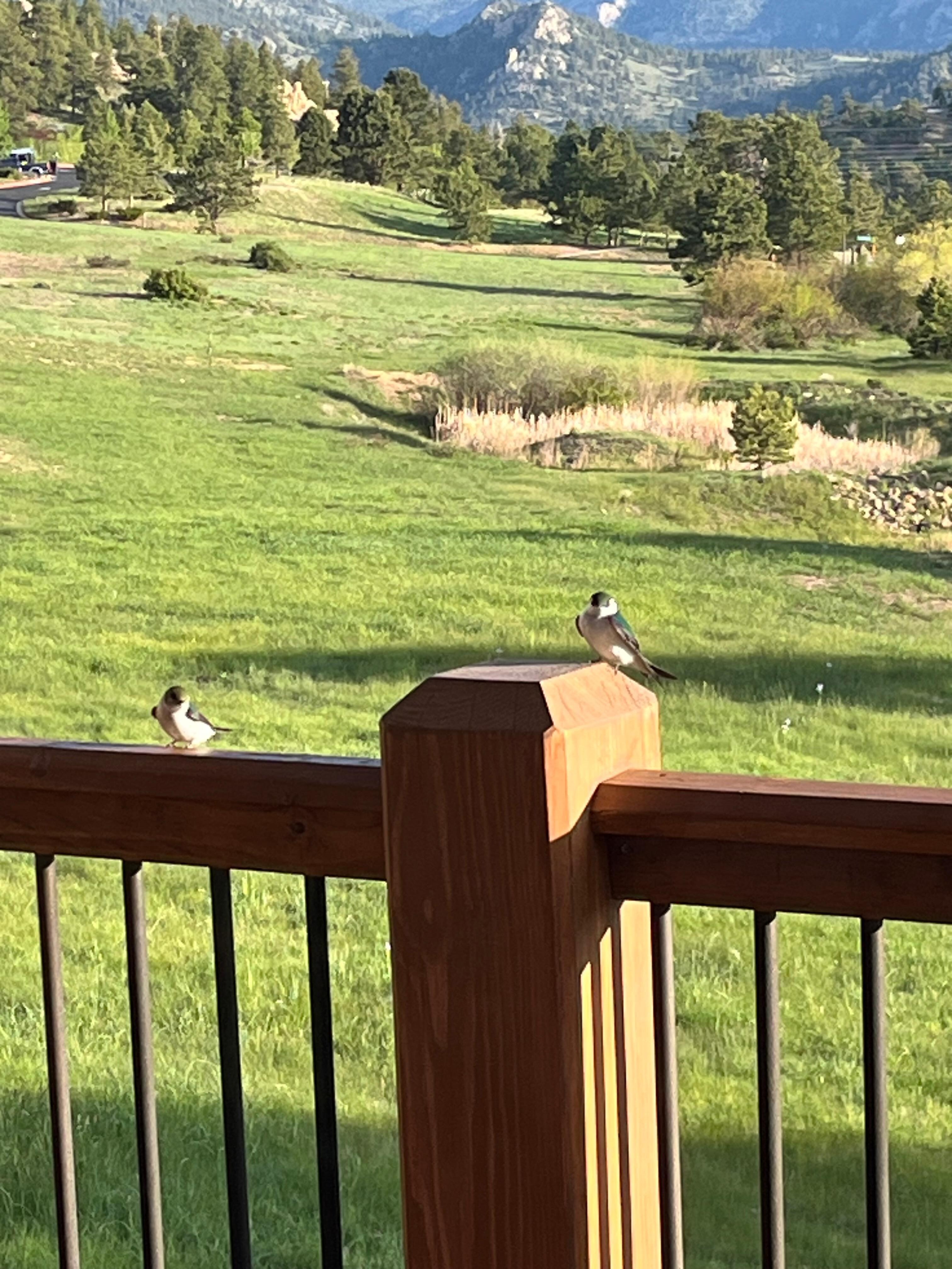 Lots of friendly birds around in the mornings!