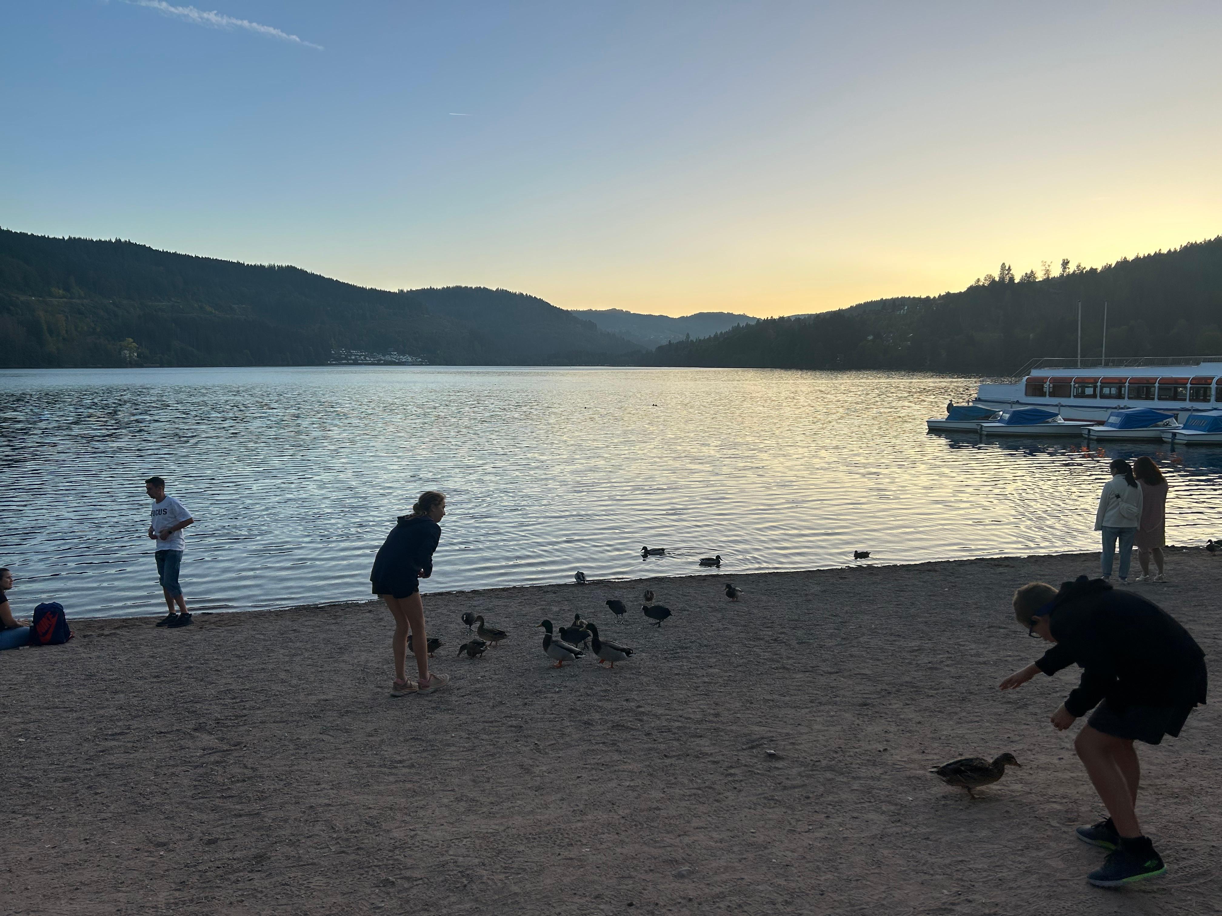 Ducks at Lake Titisee