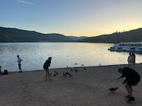 Ducks at Lake Titisee