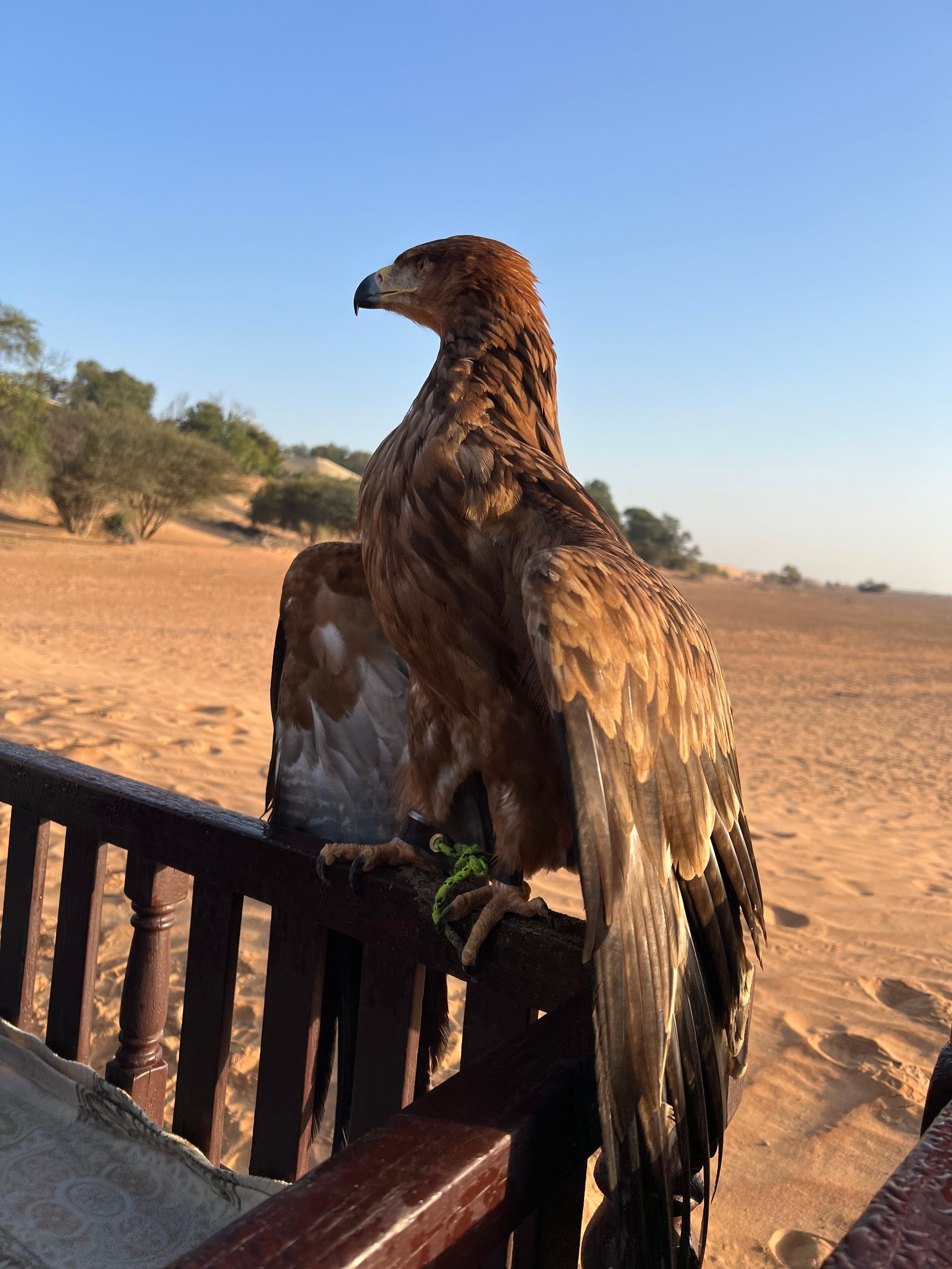 Falcon Show - (Eagle)