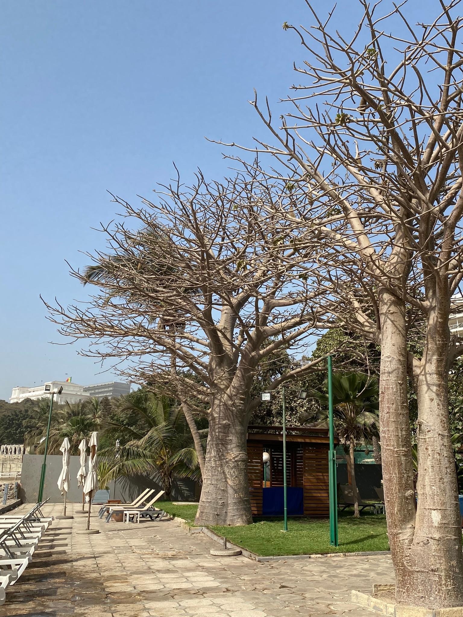 Baobas decoram e abenƧoam o hotel
