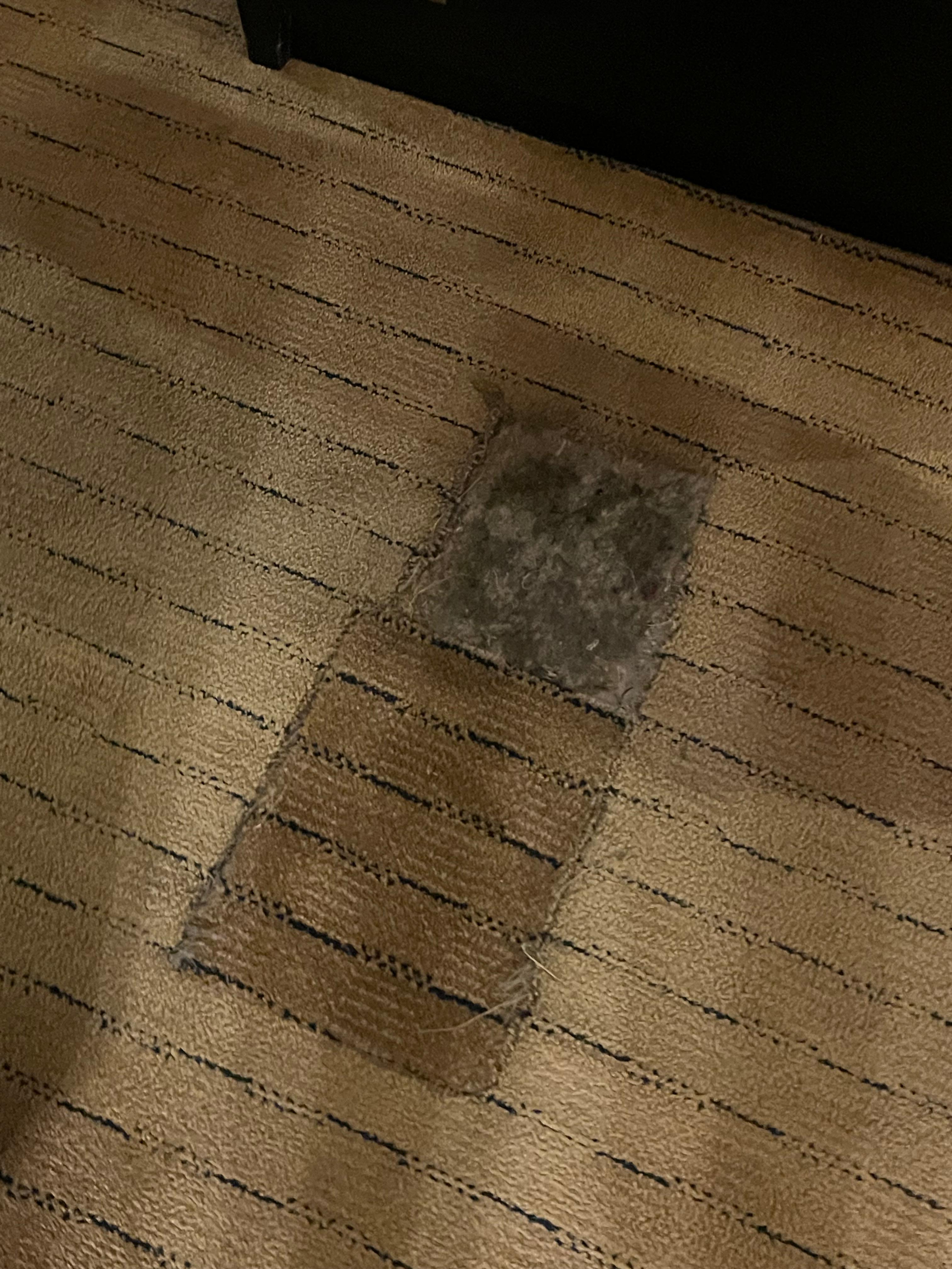 messed up carpet. 
