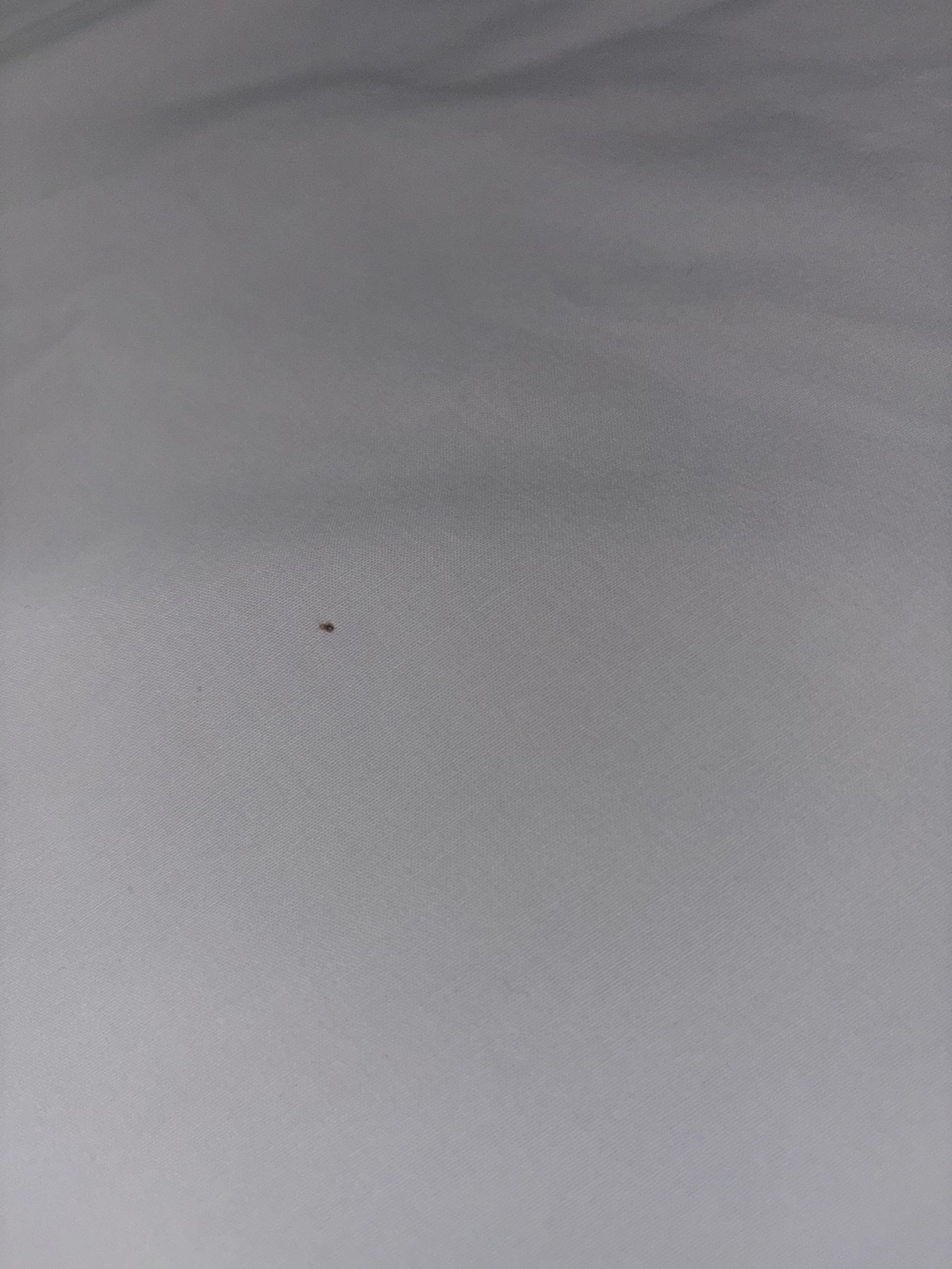 This was a baby bed bug. There were bigger ones too in which my grandmother had in a cup. 