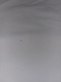 This was a baby bed bug. There were bigger ones too in which my grandmother had in a cup.