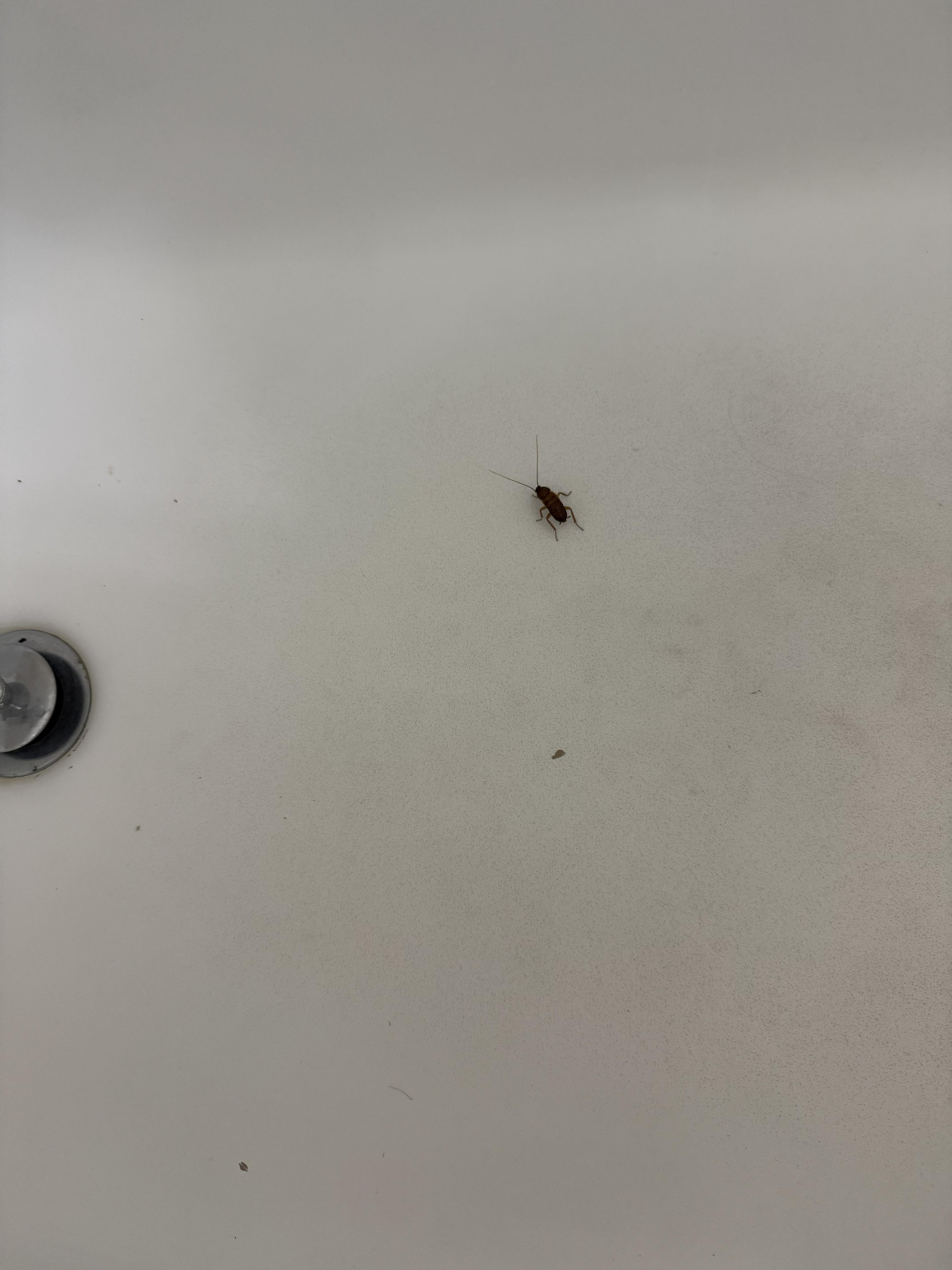 Live Cock Roach first day.
We departed.
NO RESOLUTION from VRBO. NO refund, even partial.
$1,700+FORDIETED????
