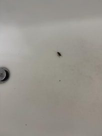 Live Cock Roach first day.
We departed.
NO RESOLUTION from VRBO. NO refund, even partial.
$1,700+FORDIETED????