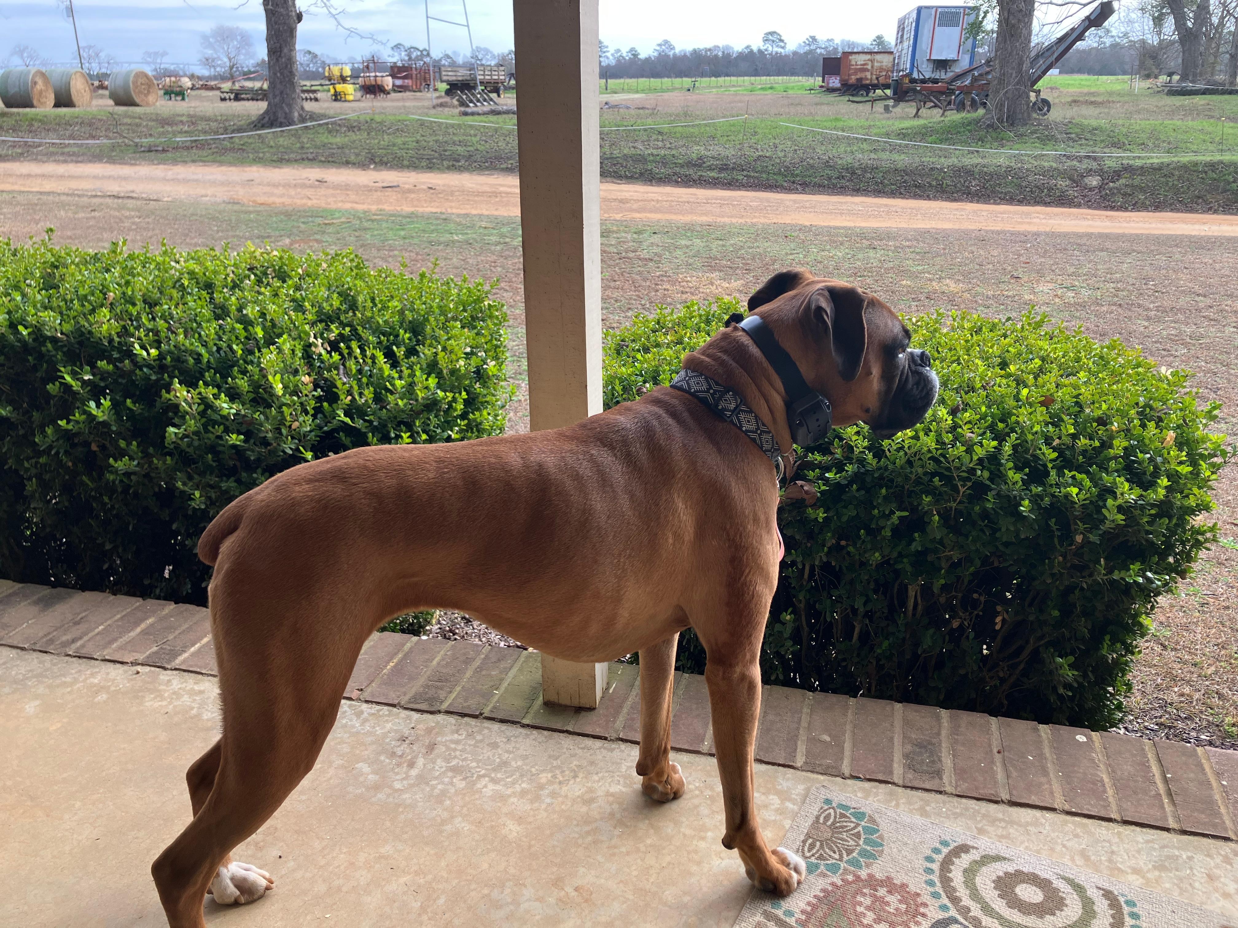 Our dog loves the front porch!